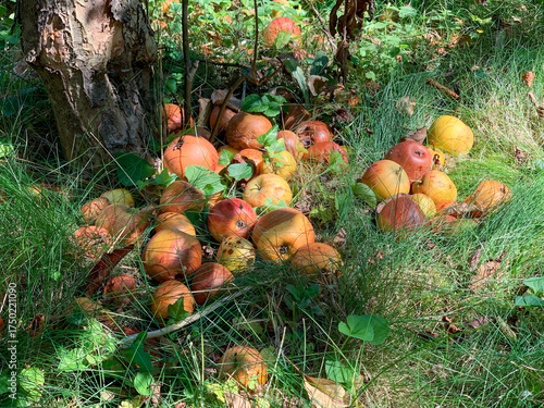 Wallpaper Mural detail of fallen apple fruits in the meadow Torontodigital.ca