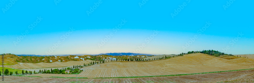 Fototapeta premium typical scenic tuscan landscape with olive tree alleys and farm house