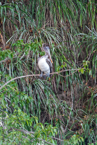 Wallpaper Mural brown pelican sitting on a bench with wild nature,jungle like in background Torontodigital.ca