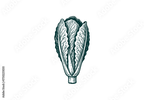 Romaine Lettuce hand drawn simple engraved vector illustration