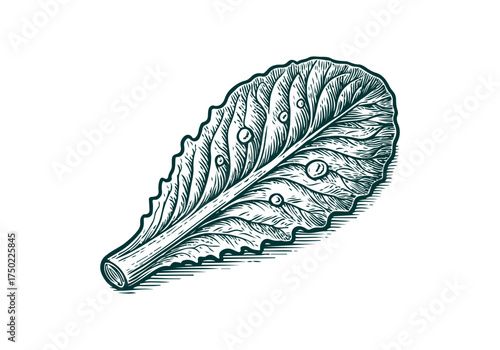 Romaine Lettuce hand drawn simple engraved vector illustration