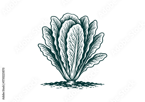 Romaine Lettuce hand drawn simple engraved vector illustration
