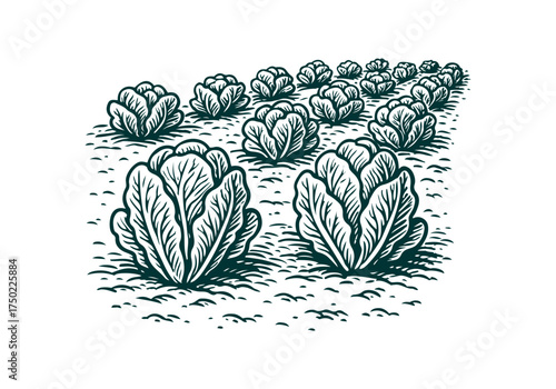 Romaine Lettuce hand drawn simple engraved vector illustration
