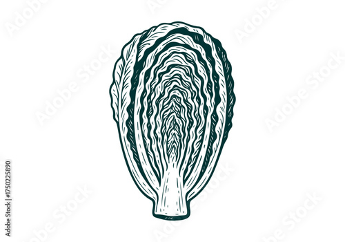 Romaine Lettuce hand drawn simple engraved vector illustration