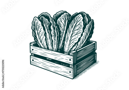 Romaine Lettuce hand drawn simple engraved vector illustration