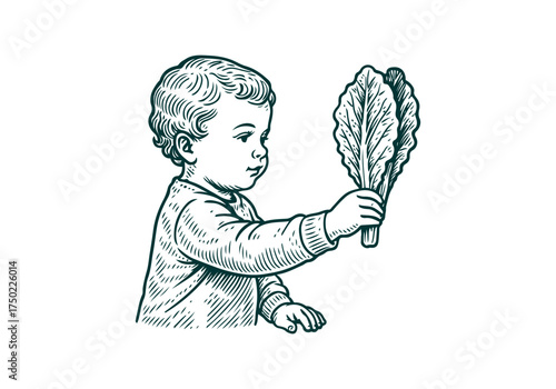 Romaine Lettuce hand drawn simple engraved vector illustration