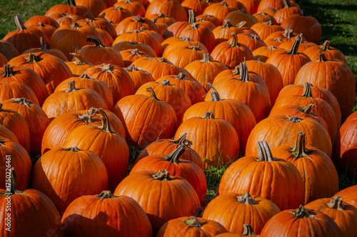 Pumpkins Awaiting Adoption