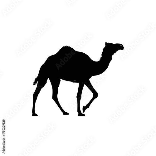Silhouette of a dromedary camel walking