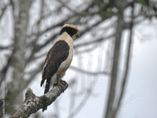 red tailed hawk
