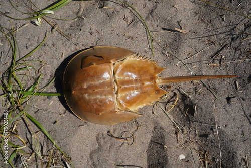 The Atlantic horseshoe crab (Limulus polyphemus), also known as the American horseshoe crab, is a species of horseshoe crab, a kind of marine and brackish chelicerate arthropod.