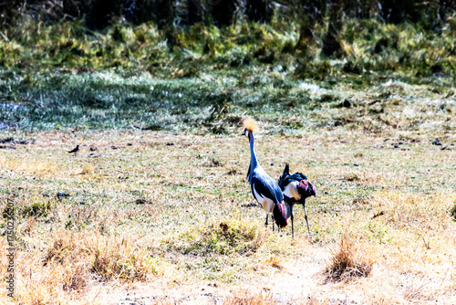 Grey crowned crane