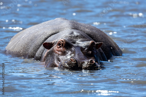 hippopotamus in water