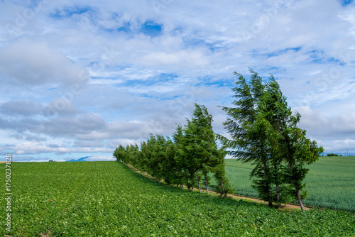 Wallpaper Mural Landscape of windbreak forest and summer green fields swaying in the wind Torontodigital.ca