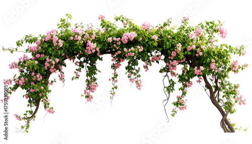 An archway, covered in vibrant green leaves and clusters of pink flowers, is isolated against a black background. The floral arrangement forms a graceful, inviting entrance