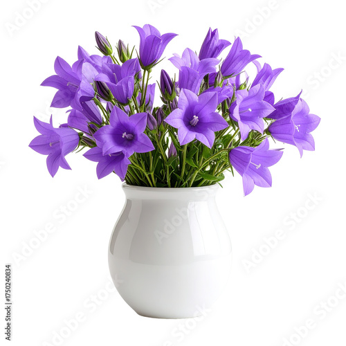 A delicate bouquet of vibrant purple bell-shaped flowers blooms from a glossy white ceramic vase, set against a black backdrop for contrast