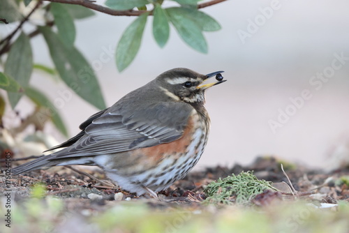 Foto The redwing (Turdus iliacus) is a bird in the thrush family