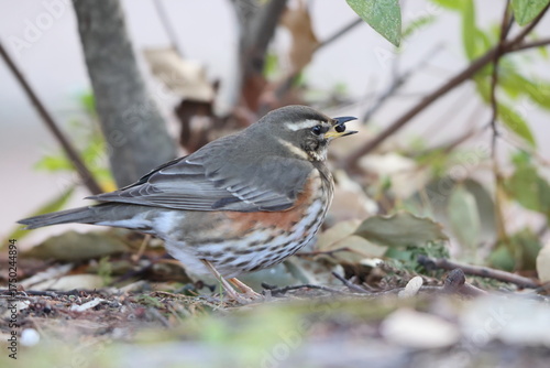 Tableau sur toile The redwing (Turdus iliacus) is a bird in the thrush family