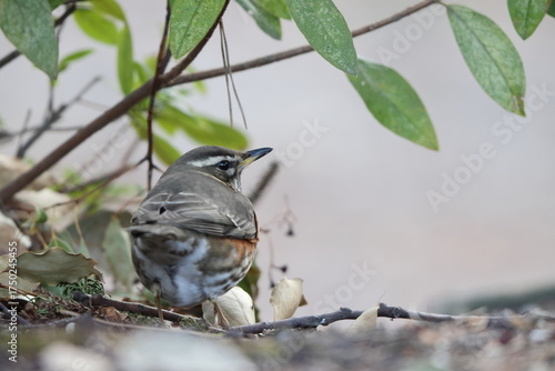 Bild auf Leinwand The redwing (Turdus iliacus) is a bird in the thrush family
