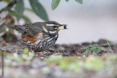 The redwing (Turdus iliacus) is a bird in the thrush family. This photo was taken in Japan.