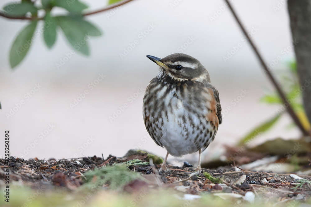 Fototapeta premium The redwing (Turdus iliacus) is a bird in the thrush family. This photo was taken in Japan.