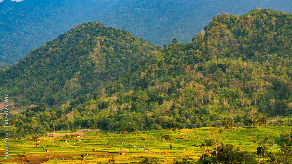 Obraz premium Rice Field, Mountain, and Hills View in Banjarharjo, Brebes Regency, Central Java, Indoensia