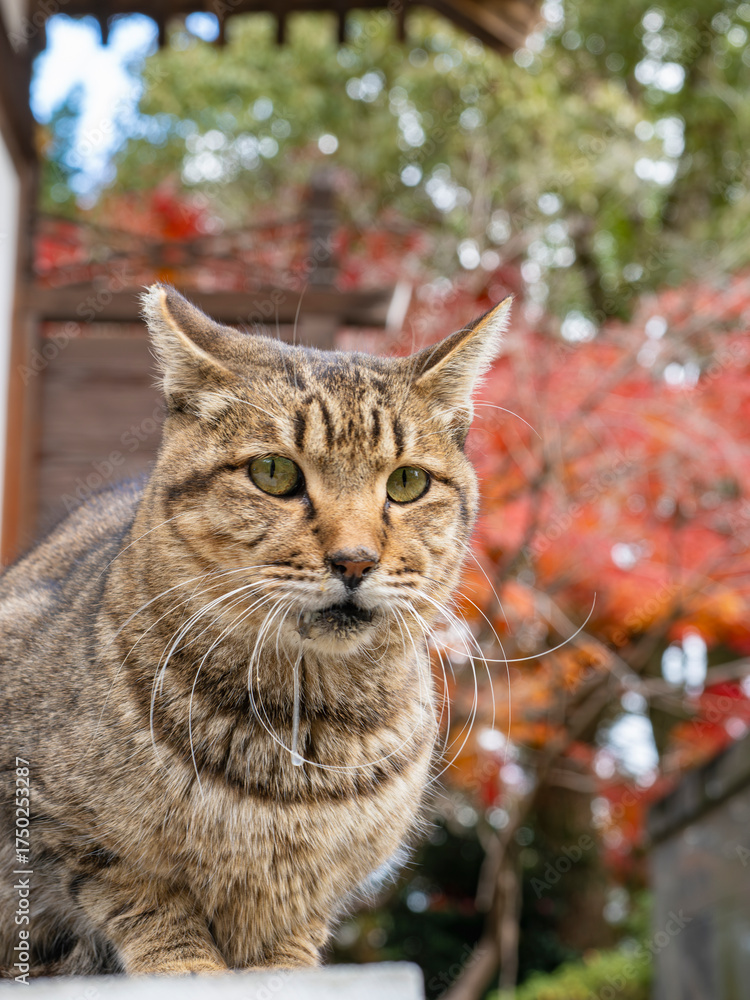 Naklejka premium 紅葉に映える秋の猫姿