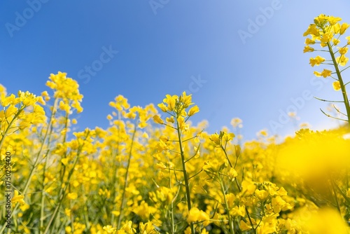 Vibrant Yellow Rapeseed Flowers Blooming Under Clear Blue Sky in Spring Sunshine Sunlight on Field of Rapeseed Blossom Agriculture Field at Daytime