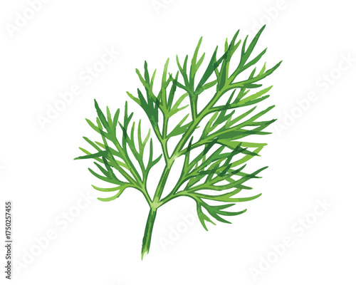 Fresh Green Dill Sprig Herb Watercolor Style Botanical Illustration