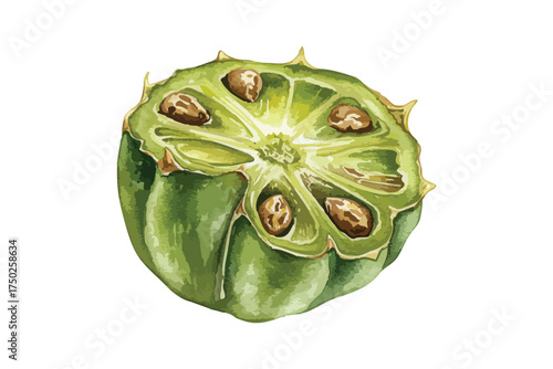 Kiwano Melon Horned Melon African Cucumber Cross Section Watercolor