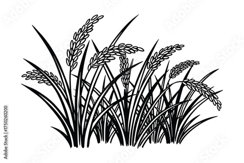 Rice Plant Harvest Field Grains Black White Isolated Background