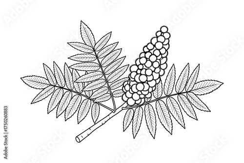 Staghorn Sumac Leaves and Fruit Cluster on White Background Vector