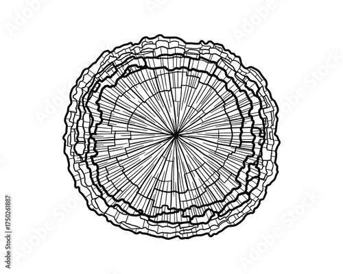 Tree Rings Cross Section Annual Growth Rings Wood Texture