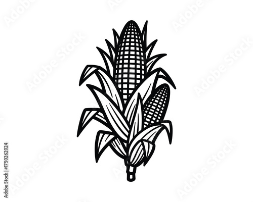 Two Corn Cobs with Leaves Hand Drawn Illustration