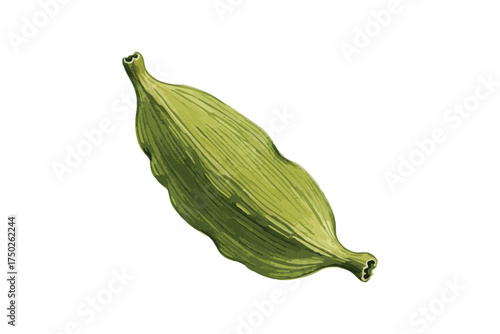 Watercolor Cardamom Pod Green Spice Isolated White Background