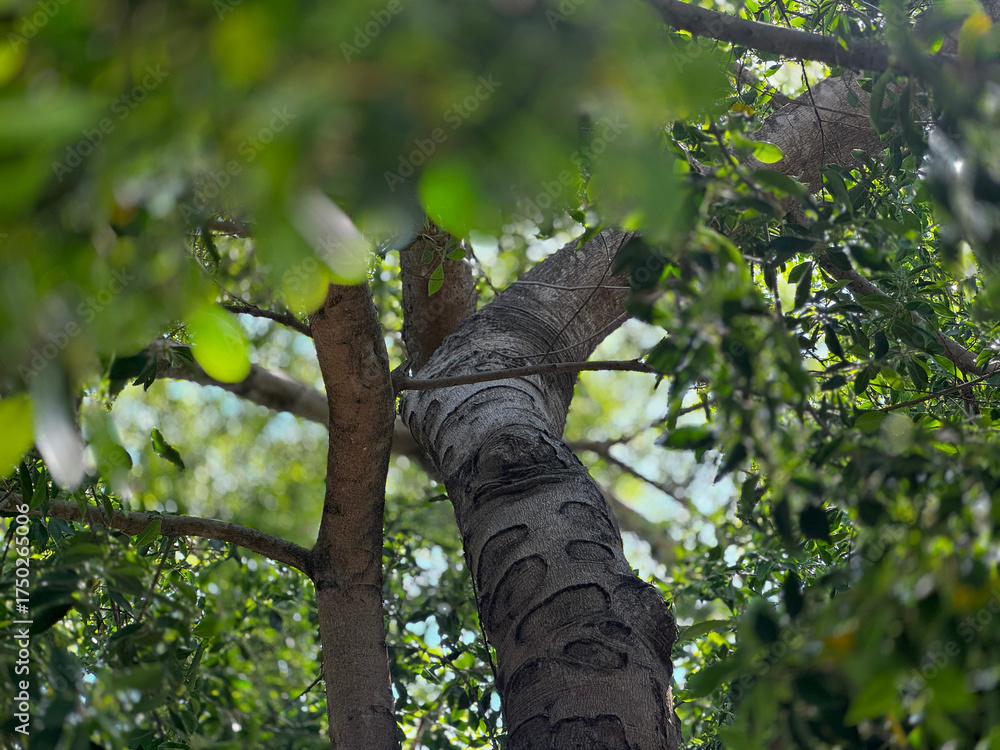 Fototapeta premium Arboles y naturaleza