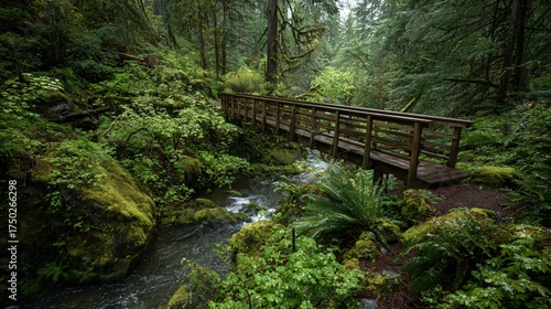 Fototapeta Naklejka Na Ścianę i Meble -  Tranquil wooden bridge crosses a babbling brook through a lush, moss-covered temperate rainforest inviting peaceful exploration
