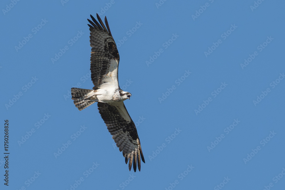 Obraz premium Osprey caws as it flies against a blue sky.