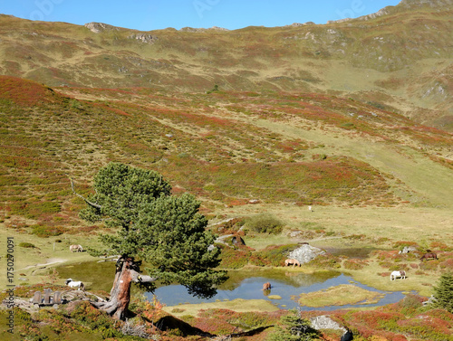 Horses in the mountain terrain 