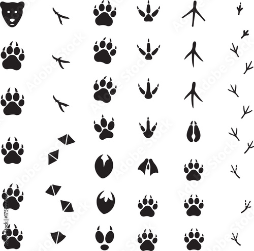 Animal Tracks Illustration: An organized collection of animal footprints showcases the diverse shapes and sizes of animal tracks. A fantastic resource for nature lovers and wildlife enthusiasts. 