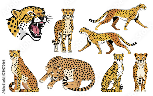 Illustrated Cheetahs Diverse Poses Roaring Face and Spotted Coats.