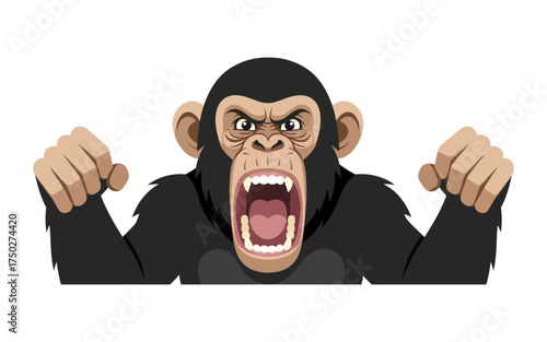 Ferocious chimpanzee with raised fists and bared fangs displaying aggressive behavior.