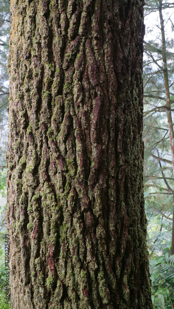 Obraz premium Mossy Tree Trunk Close Up