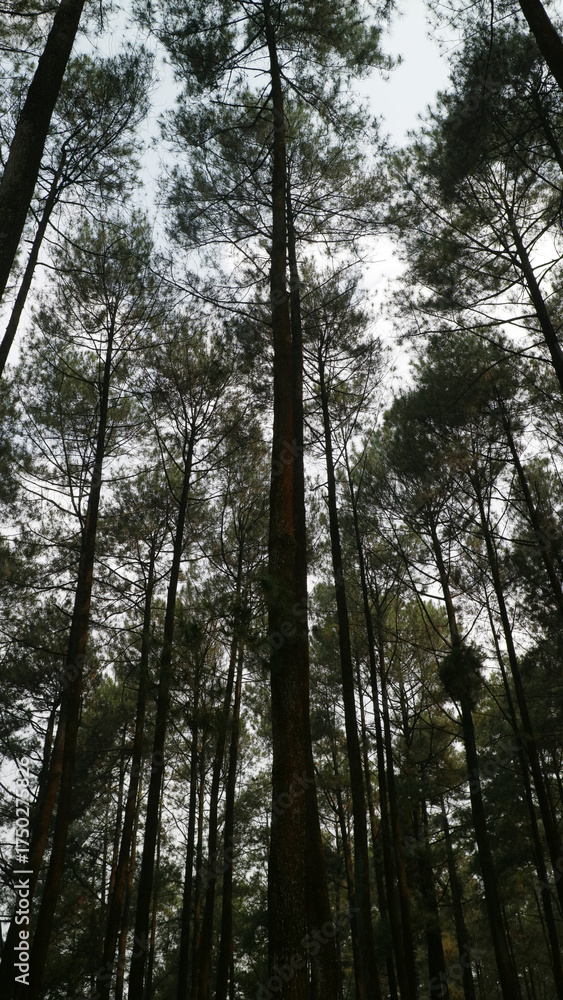 Obraz premium Tall Pine Trees in a Dense Forest