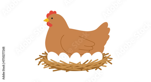 Brown hen sitting on a nest with white eggs isolated on white background.