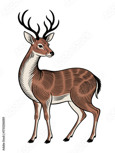 deer vector illustration