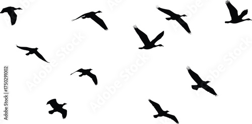 Silhouette of flying birds in open sky, wild geese and cranes migration, nature freedom concept, wildlife illustration background design