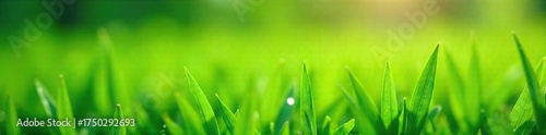 Vibrant Green Grass Blades Glistening with Morning Dew A Close-Up Spring Nature Image