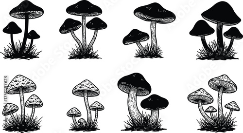 Mushroom cluster illustrations, fungi drawings, forest plants, wild edible mushrooms, botanical sketch, organic food, natural growth, hand‑drawn nature art