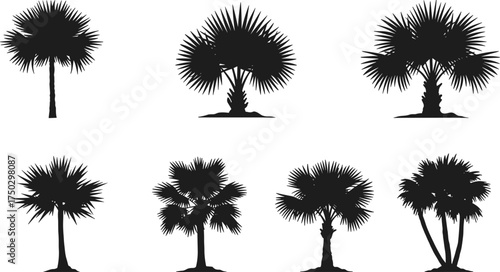 Palm tree silhouettes collection, tropical beach landscape, exotic summer nature design, black palm shapes, vector illustration, isolated botanical elements