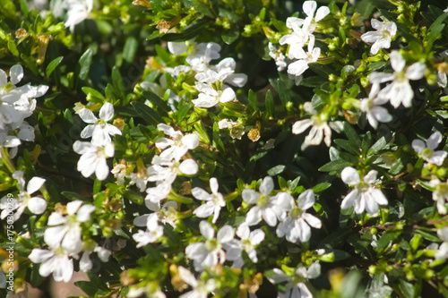 White Plaza Flowers, Patterns, Tucumán, Argentina